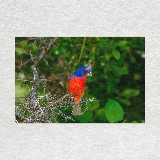 Colorful Painted Bunting -Painterly by Debra Martz